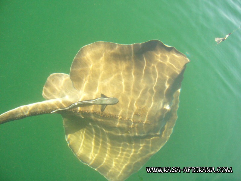 Photos Bijagos Island, Guinea Bissau : Fishes in the archipelago - 