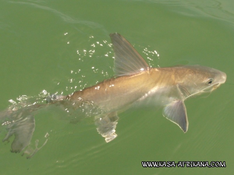 Photos Bijagos Island, Guinea Bissau : Fishes in the archipelago - 