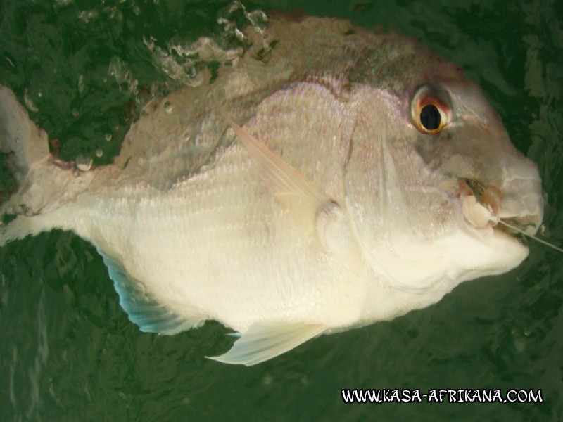 Photos Bijagos Island, Guinea Bissau : Fishes in the archipelago - 