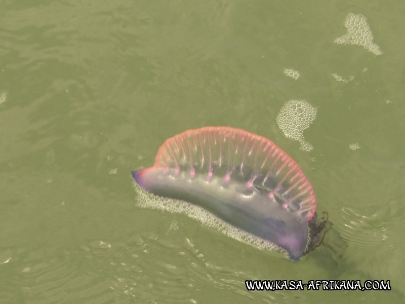 Photos Bijagos Island, Guinea Bissau : Fishes in the archipelago - 