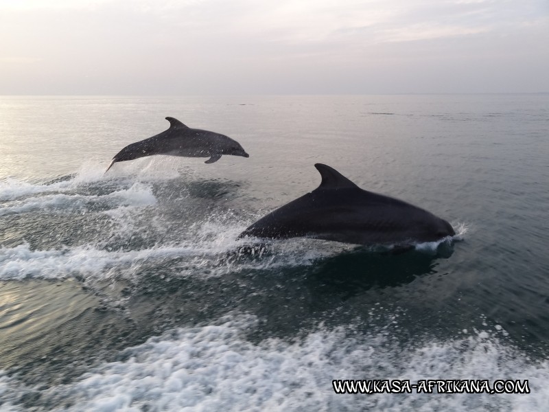 Photos Bijagos Island, Guinea Bissau : Fishes in the archipelago - 