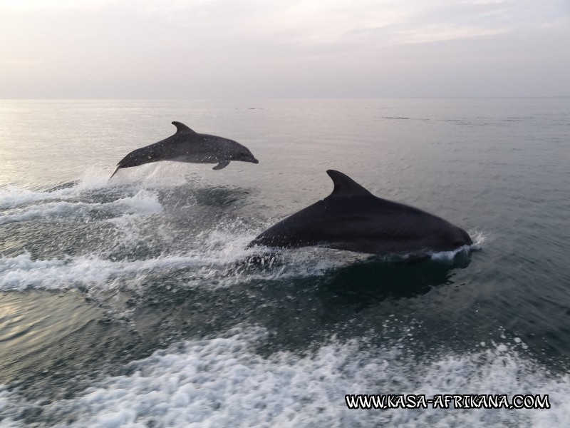 Photos Bijagos Island, Guinea Bissau : Fishes in the archipelago - 