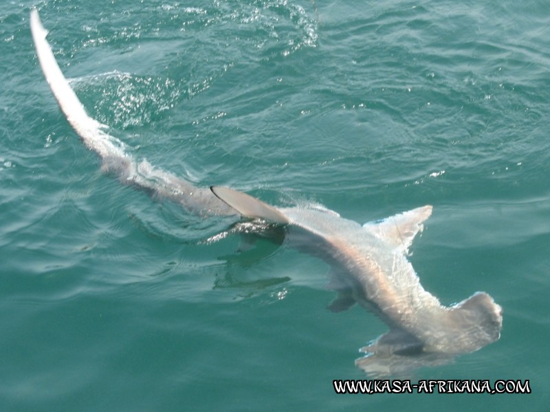 Photos de l'archipel Bijagos Guine Bissau : Poissons de l'archipel - Requin marteau