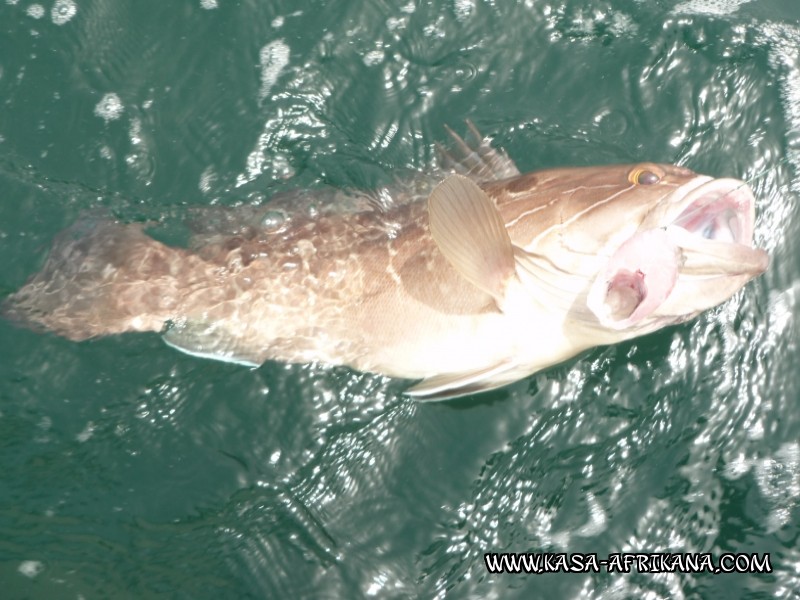 Photos de l'archipel Bijagos Guine Bissau : Poissons de l'archipel - Thiof