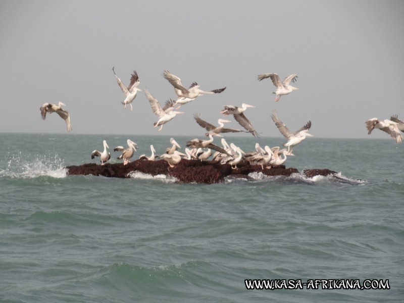 Photos Bijagos Island, Guinea Bissau : Local wildlife - 