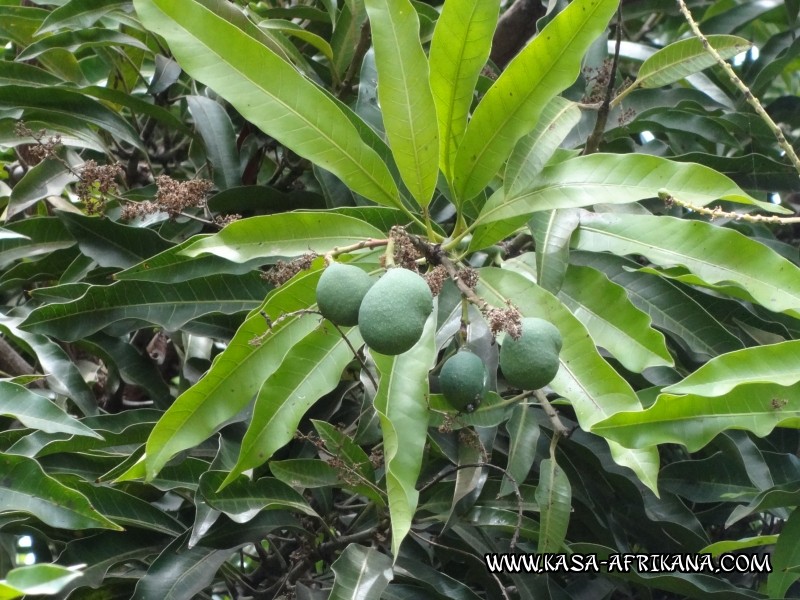 Photos de l'archipel Bijagos Guine Bissau : Jardin de l'hotel - Mangues