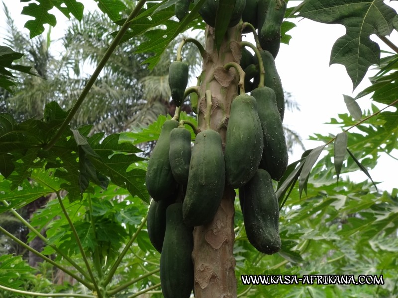 Photos de l'archipel Bijagos Guine Bissau : Jardin de l'hotel - Papayes