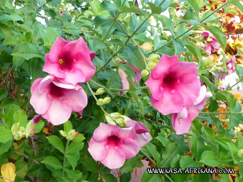 Photos Bijagos Island, Guinea Bissau : The hotel garden - 