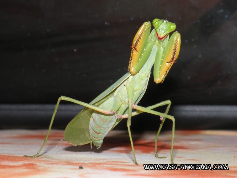 Photos Bijagos Island, Guinea Bissau : Local wildlife - 