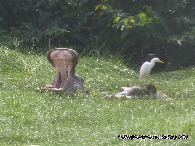 Photos de l'archipel Bijagos Guine Bissau : Faune locale - 