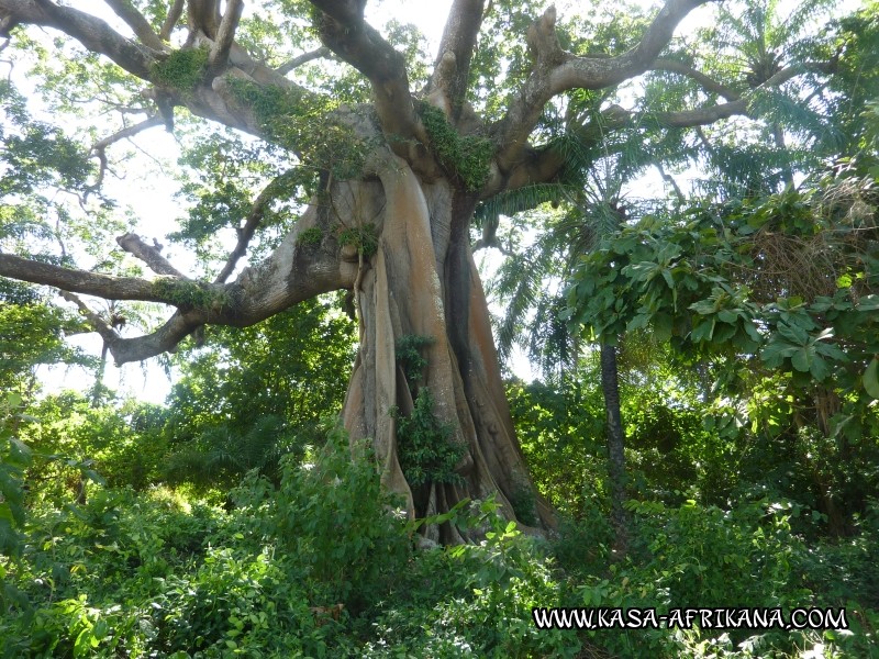 Photos Bijagos Island, Guinea Bissau : Landscape - 