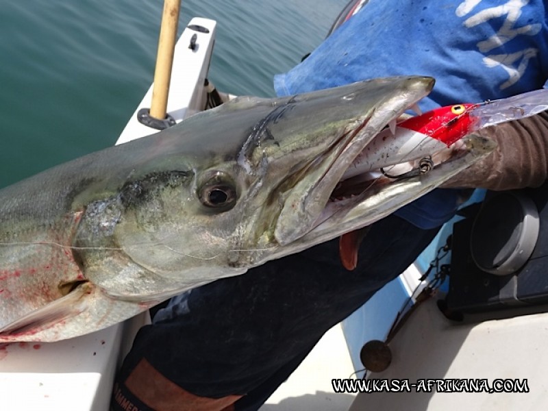 Photos Bijagos Island, Guinea Bissau : Fishes in the archipelago - 