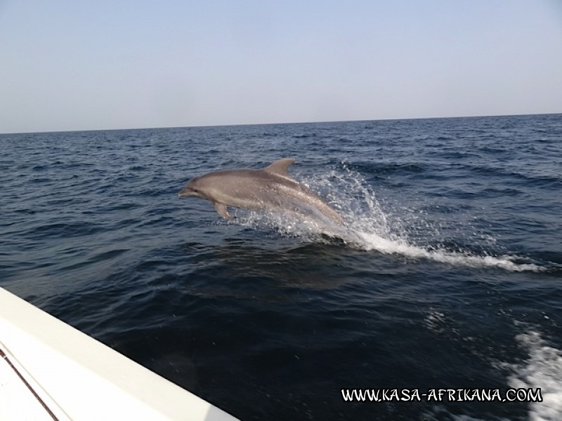 Photos Bijagos Island, Guinea Bissau : Fishes in the archipelago - 