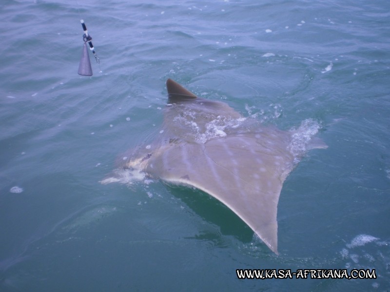 Photos Bijagos Island, Guinea Bissau : Fishes in the archipelago - 