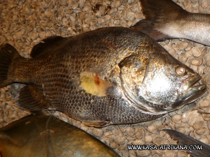 Photos Bijagos Island, Guinea Bissau : Fishes in the archipelago - 