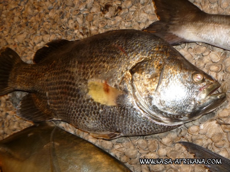 Photos de l'archipel Bijagos Guine Bissau : Poissons de l'archipel - Vieille de bois