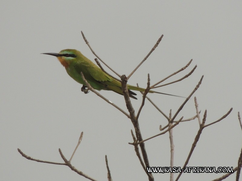 Photos de l'archipel Bijagos Guine Bissau : Faune locale - Gupier