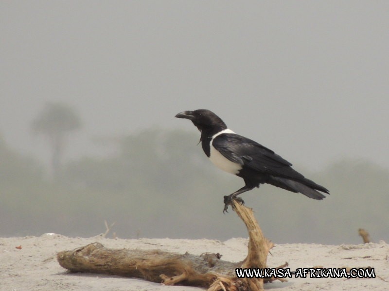 Photos de l'archipel Bijagos Guine Bissau : Faune locale - Corbeau pie