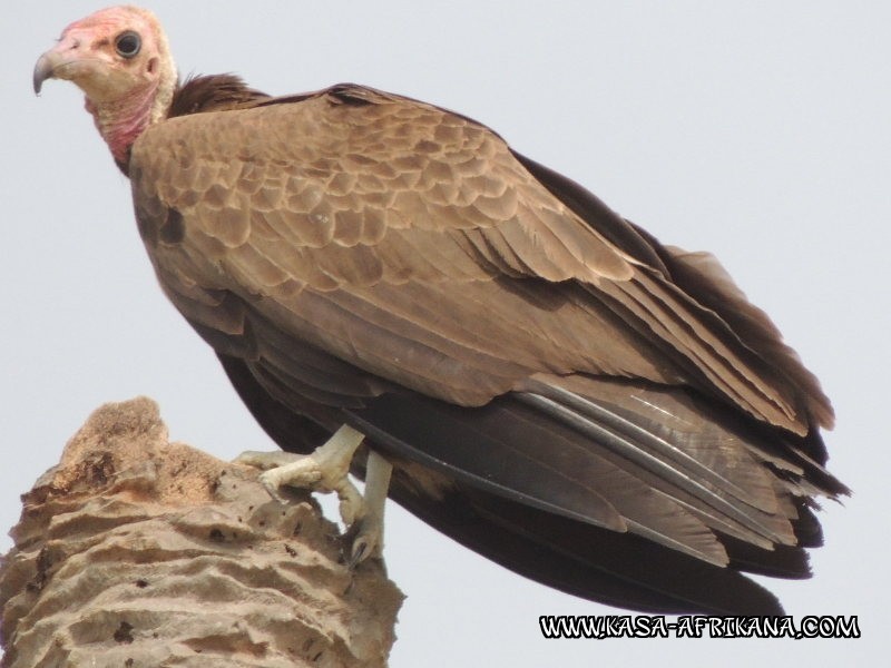 Photos Bijagos Island, Guinea Bissau : Local wildlife - 