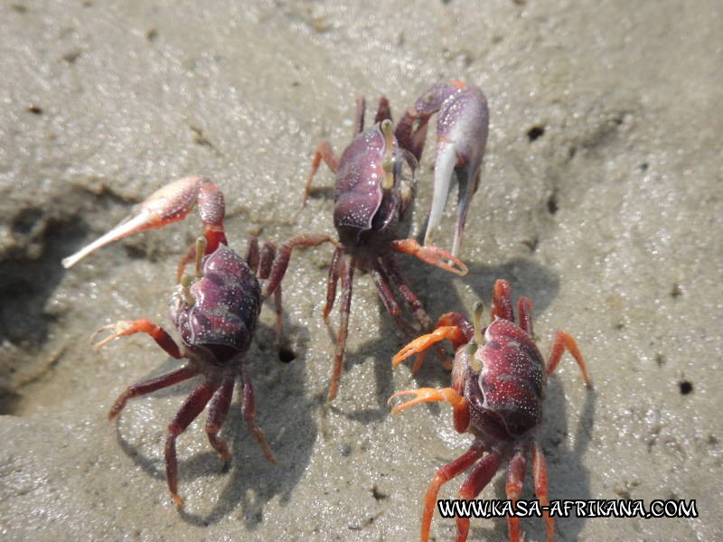 Photos Bijagos Island, Guinea Bissau : Local wildlife - 