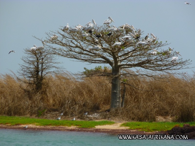 Photos Bijagos Island, Guinea Bissau : Local wildlife - 