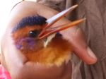 Photos de l'archipel des Bijagos en Guine Bissau : Martin chasseur pygme