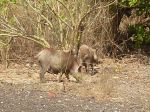 Photos de l'archipel des Bijagos en Guinée Bissau : Cochon semi sauvage