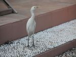 Photos de l'archipel des Bijagos en Guine Bissau : Hron garde boeuf