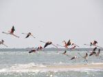 Photos de l'archipel des Bijagos en Guine Bissau : Flamands roses