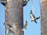 Photos of Bijagos Islands in Guinea Bissau : 