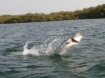 Photos de l'archipel des Bijagos en Guine Bissau : Barracuda tarponn