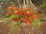 Photos de l'archipel des Bijagos en Guine Bissau : fleurs sauvages