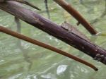 Photos de l'archipel des Bijagos en Guine Bissau : Poisson arobie