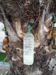 Photos de l'archipel des Bijagos en Guine Bissau : Rcolte vin de palme