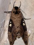 Photos de l'archipel des Bijagos en Guine Bissau : Papillon de nuit