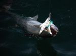 Photos of Bijagos Islands in Guinea Bissau : 