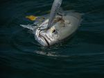 Photos of Bijagos Islands in Guinea Bissau : 