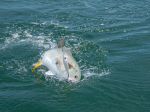 Photos of Bijagos Islands in Guinea Bissau : 