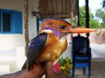 Photos de l'archipel des Bijagos en Guine Bissau : Faune locale