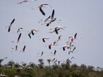Photos of Bijagos Islands in Guinea Bissau : Pink flamingo