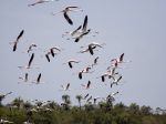 Photos de l'archipel des Bijagos en Guine Bissau : Flamands roses