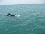 Photos de l'archipel des Bijagos en Guine Bissau : Globicphale