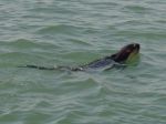 Photos de l'archipel des Bijagos en Guine Bissau : Loutre  joues blanches