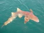 Photos de l'archipel des Bijagos en Guine Bissau : Requin nourrice