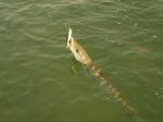 Photos de l'archipel des Bijagos en Guine Bissau : Barracuda