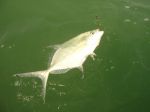 Photos de l'archipel des Bijagos en Guine Bissau : Carangue sngalaise