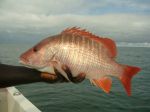 Photos de l'archipel des Bijagos en Guine Bissau : Carpe de roche