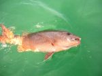 Photos of Bijagos Islands in Guinea Bissau : African red snapper