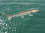 Photos de l'archipel des Bijagos en Guine Bissau : Cobia