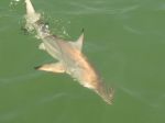 Photos of Bijagos Islands in Guinea Bissau : Rhizo shark